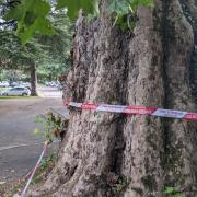 'I'm delighted!': Residents celebrate 300-year-old tree being saved from the chop
