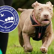 XL Bully dogs are still being sold in Buckinghamshire less than two months before a new ban of the dogs comes into force. Buckinghamshire Council says it is 