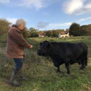 Cow herd awarded Kings Award after saving 'rare' Bucks grassland
