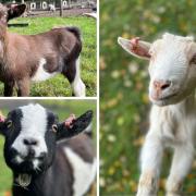 Kew Little Pigs Amersham welcomes new goats