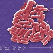 E.Coli bacteria