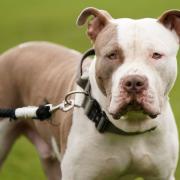 Dozens of XL Bully owners in Buckinghamshire have applied to get their dogs exempt from a forthcoming ban