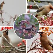 Waxwings spotted all over Bucks