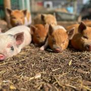 Schools told to adopt a micro pig as part of 'empathy' scheme