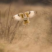 Short eared owl spotted near Marlow