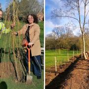 Newly elected Cllr Rosa Mancer helping plant one of the 40 new trees in Gerrards Cross