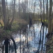 Environment Agency condemns ‘unacceptable’ sewage pollution in Marlow