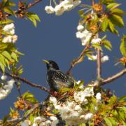 A stunnng starling (Anne Rixon)