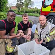 The firefighters pose with the rescued ducklings near Aylesbury