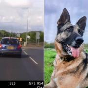 Police dog helps catch driver armed with knife after high-speed chase