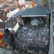 Peregrine falcon in High Wycombe