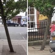 Man slams ‘awful’ vandalism to ‘beautiful’ trees on Marlow High Street