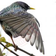 Preening Starling © Tim Knight