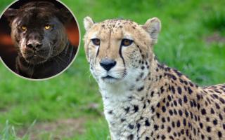 Are there wild big cats in the UK? See the dangerous wild animals that live near you