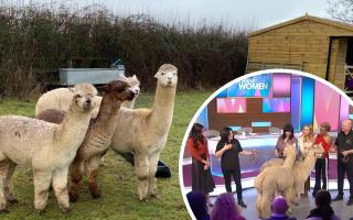 WATCH: 'Therapy alpacas' from Bucks appear on Loose Women