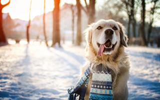 These are some of the dangers to look out for when walking your dog this winter