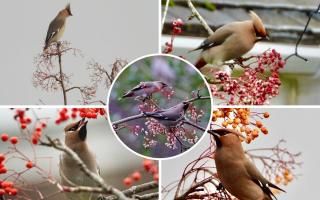 Waxwings spotted all over Bucks