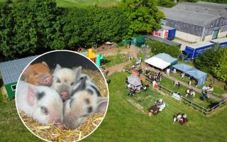 'It's a challenging time': Popular mini pig farm hit by cost-of-living crisis