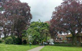 Landmark tree in Marlow park to be cut down this week amid public safety fears