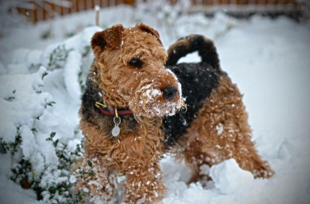 Dog in the snow in Terriers. Picture by Chuck Bennett