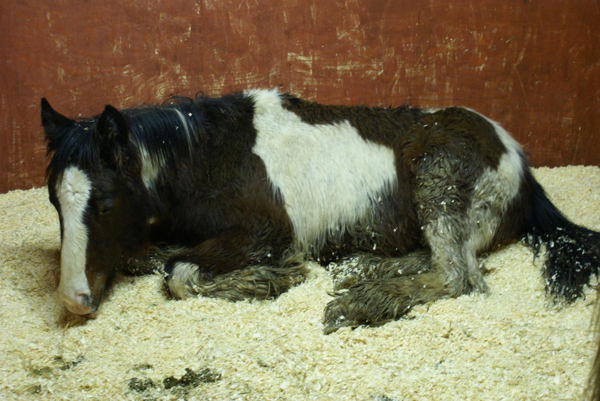 Rumpel was an incredibly ill and frightened young cob when he was rescued
