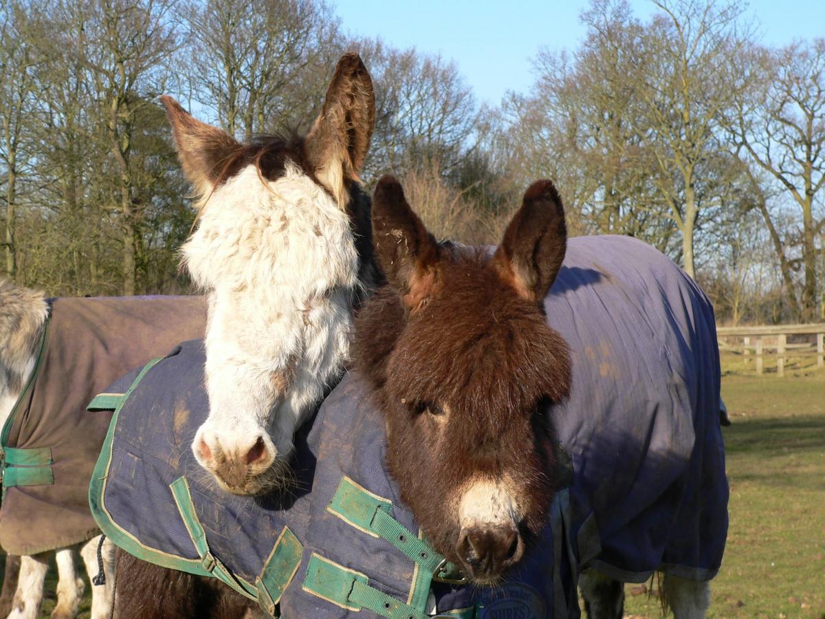 Esther and mum Martha at Redwings following their rescue