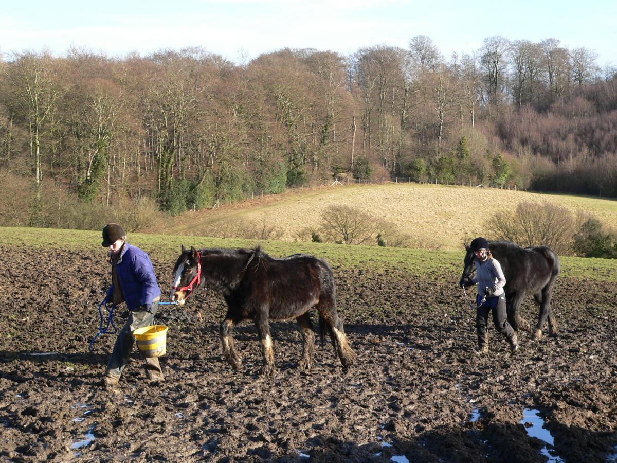 Over 100 horses and donkeys were living in horrific conditions at Spindle Farm, Amersham