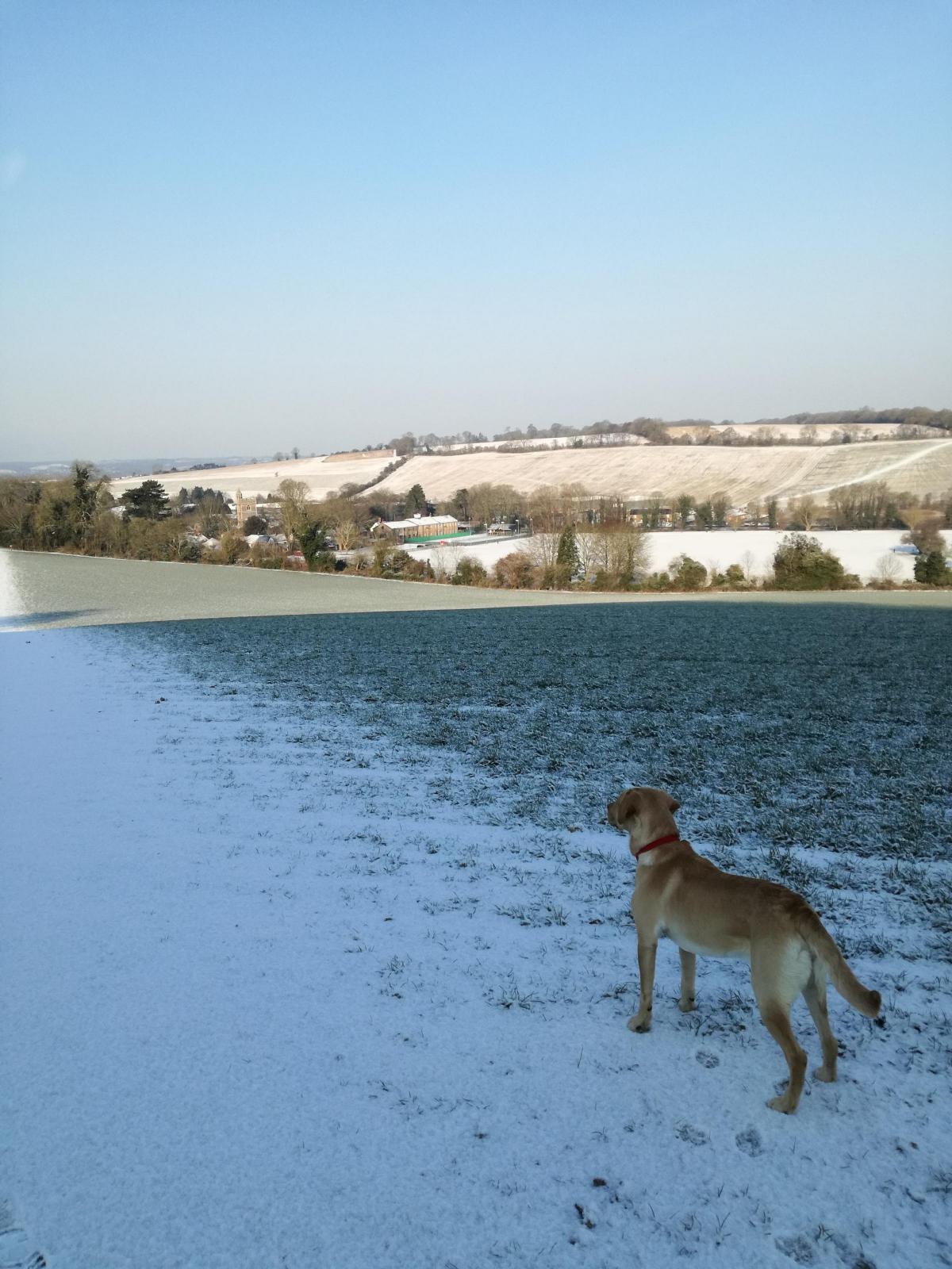 Dave the Labrador enjoying the snow in Wooburn Park - picture by Laura Chandler