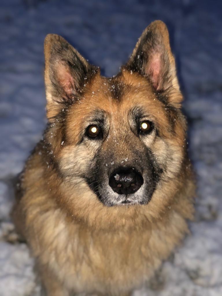 Paula Western snapped this picture of her dog enjoying the snow.