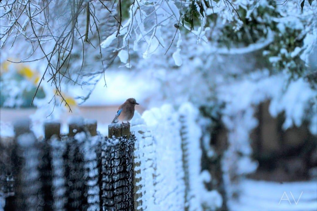 A jay surveys the snow. Picture by Alice Vranch